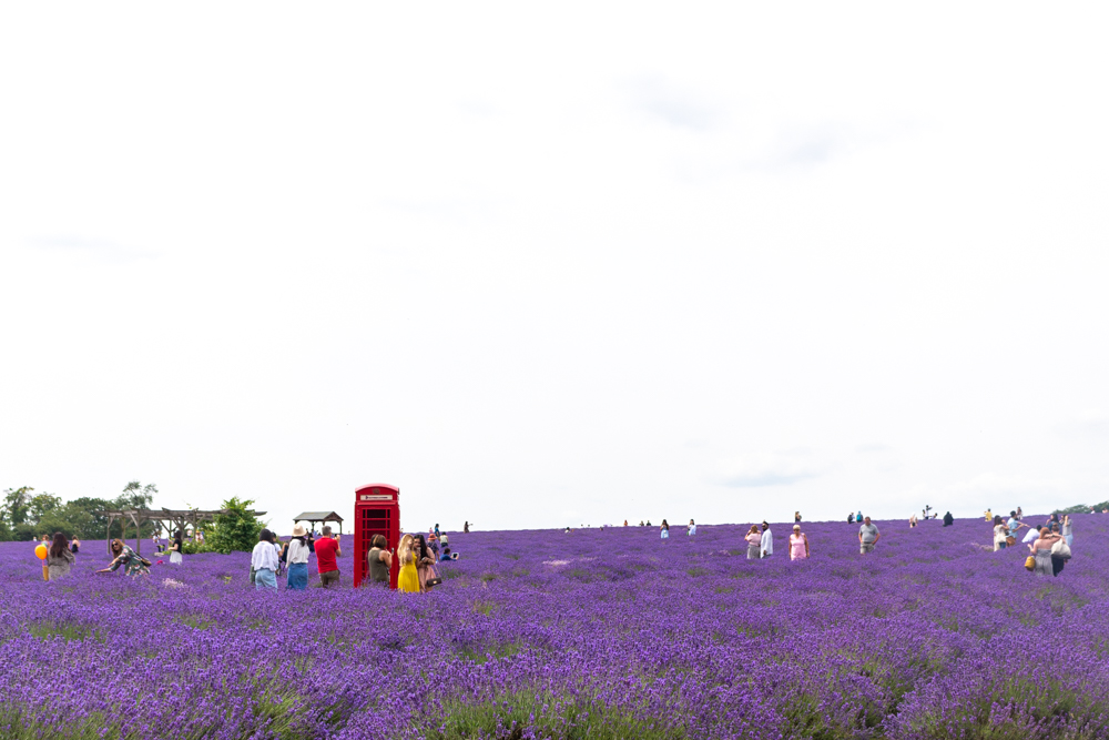 A day in Mayfield Lavender Farm